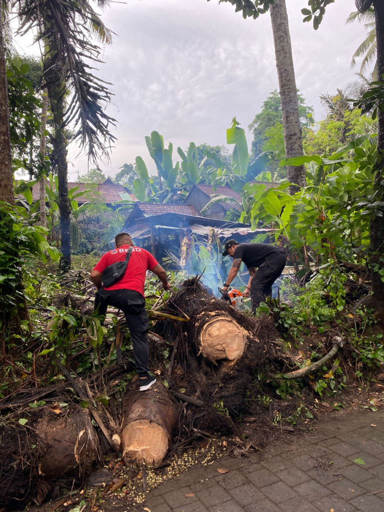 Pohon Tumbang di Banjar Pengiasan, Desa adat semana, Kecamatan Abiansemal Tanggal 04 Desember 2023